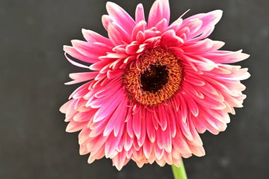 beautiful gerbera flower on black background, close up, close view 