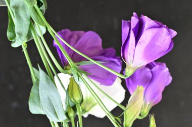 close up eustoma on dark background 