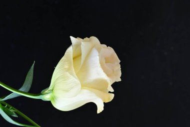 yellow rose on a black background close up