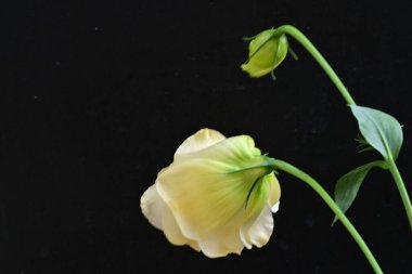 yellow rose on a black background close up