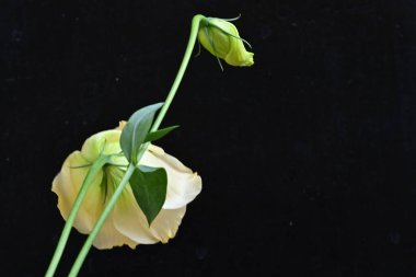 yellow rose on a black background close up