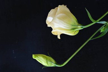 yellow rose on a black background close up