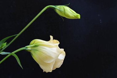 yellow rose on a black background close up