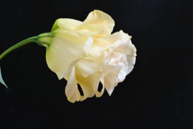 yellow rose on a black background close up