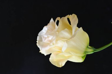 yellow rose on a black background close up