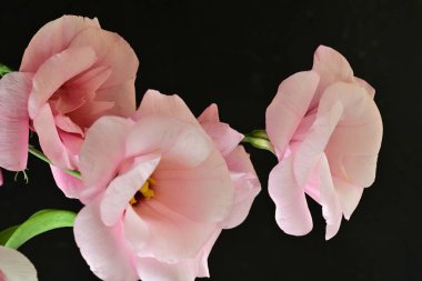close up eustoma on dark background 