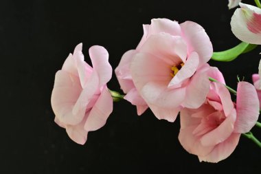 close up eustoma on dark background 