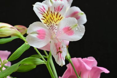 Güzel, narin çiçeklerin, doğal duvar kağıtlarının manzarasını kapat.         