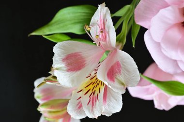 pink and white Alstroemeria on black 