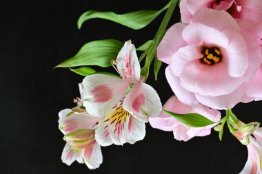 pink and white Alstroemeria on black 
