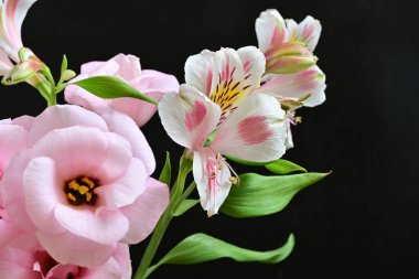 Güzel, narin çiçeklerin, doğal duvar kağıtlarının manzarasını kapat.       