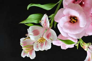 pink and white Alstroemeria on black 