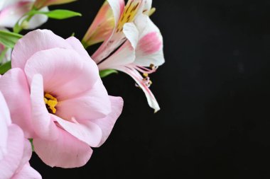 pink and white Alstroemeria on black 