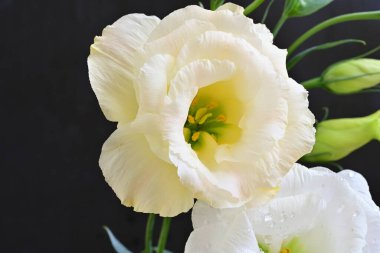 close up eustoma on dark background 