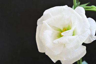 close up eustoma on dark background 