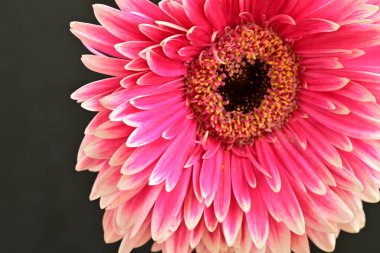 close view of beautiful blooming pink gerbera flower on dark background 