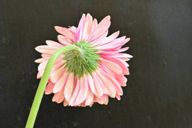 close view of beautiful blooming pink gerbera flower on dark background 