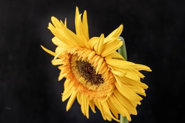 Siyah üzerine turuncu gerbera çiçeği kapat. 