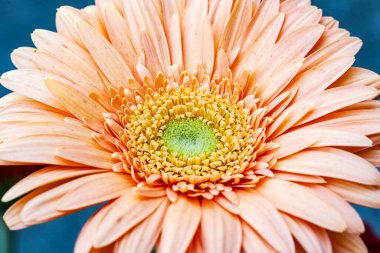 Güzel Gerbera çiçeği, yaz konsepti, yakın görüş.              