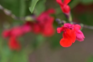 Kapalı yaz bahçesinde açan güzel çiçeklerin manzarası          