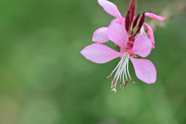 Kapalı yaz bahçesinde açan güzel çiçeklerin manzarası          