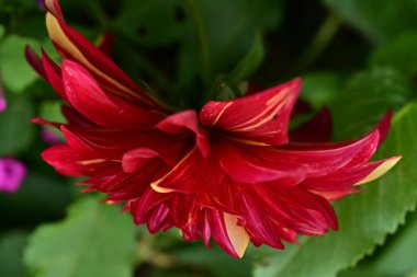 Güzel narin çiçeğin yakın görüntüsü, çiçek konsepti