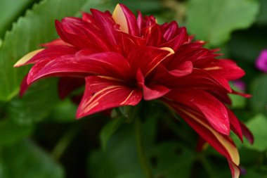 Güzel narin çiçeğin yakın görüntüsü, çiçek konsepti