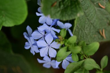 Kapalı yaz bahçesinde açan güzel çiçeklerin manzarası         