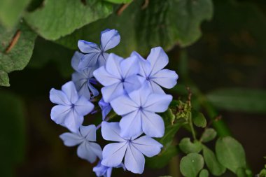 Yaz bahçesinde açan güzel, narin çiçekler, yakın.          