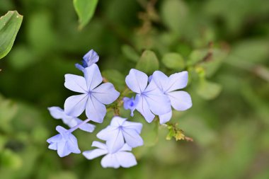 Kapalı yaz bahçesinde açan güzel çiçeklerin manzarası          