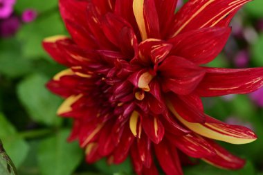 Kapalı yaz bahçesinde açan güzel çiçeklerin manzarası         