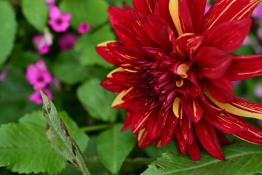 Kapalı yaz bahçesinde açan güzel çiçeklerin manzarası         