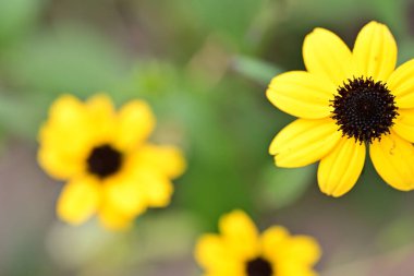 Yaz bahçesinde açan güzel, narin çiçekler, yakın.          