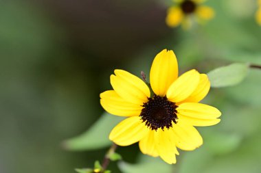 Yaz bahçesinde açan güzel, narin çiçekler, yakın.          