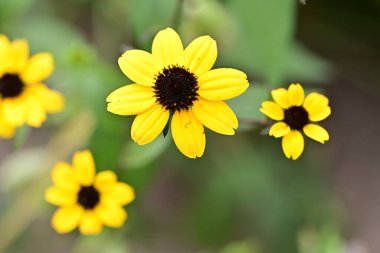 Kapalı yaz bahçesinde açan güzel çiçeklerin manzarası          