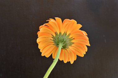 Siyah arka planda güzel turuncu gerbera 