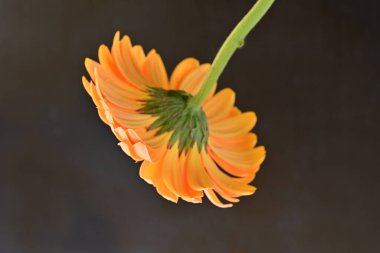 Siyah arka planda güzel turuncu gerbera 