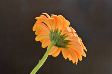 Siyah arka planda güzel turuncu gerbera 