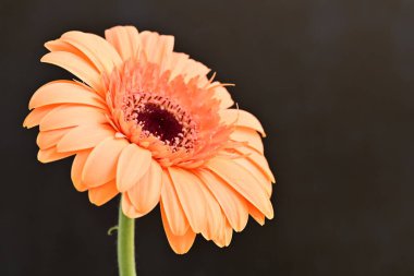 Siyah arka planda güzel turuncu gerbera 