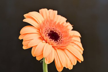 Siyah arka planda güzel turuncu gerbera 