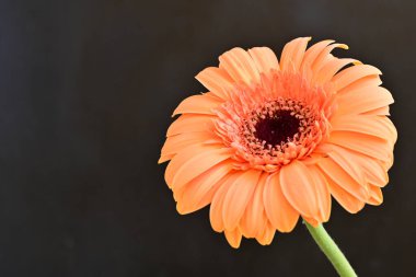 Siyah arka planda güzel turuncu gerbera 