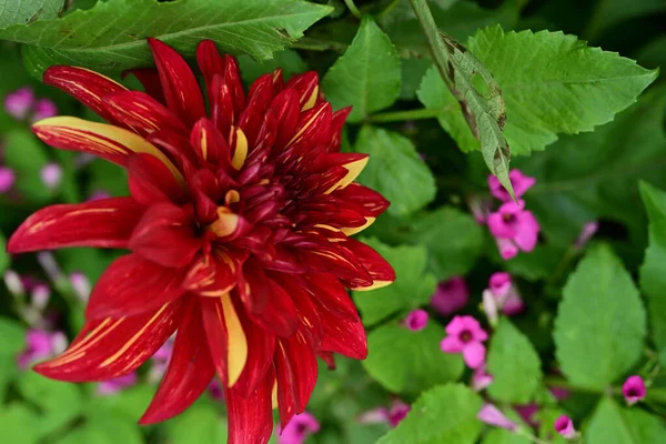 Kapalı yaz bahçesinde açan güzel çiçeklerin manzarası          