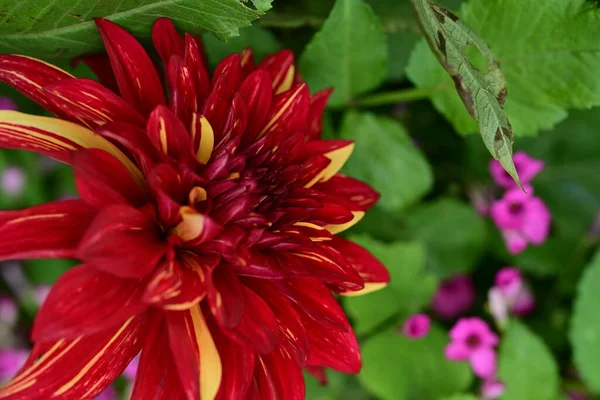 Kapalı yaz bahçesinde açan güzel çiçeklerin manzarası         