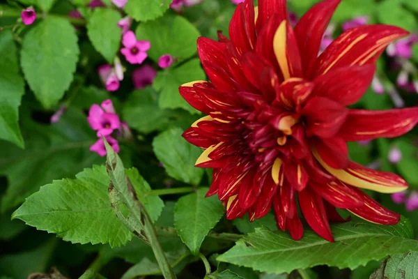 Yaz bahçesinde açan güzel, narin çiçekler, yakın.          