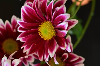 Güzel kırmızı ve beyaz kasımpatı çiçekleri  