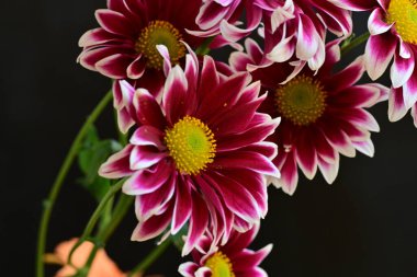 Güzel kırmızı ve beyaz kasımpatı çiçekleri  