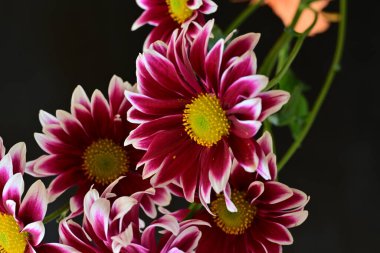 Güzel kırmızı ve beyaz kasımpatı çiçekleri  