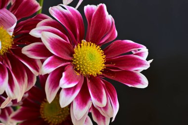 Güzel kırmızı ve beyaz kasımpatı çiçekleri  