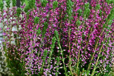 Calluna vulgaris siyahlara yaklaş. 
