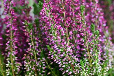 Calluna vulgaris siyahlara yaklaş. 